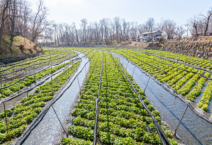 大王わさび農場