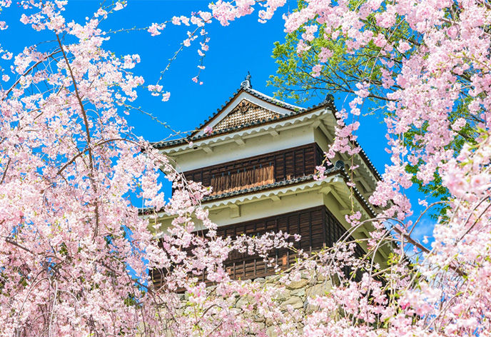 上田城址公園と上田の桜