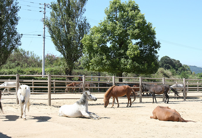 のまうまハイランド(今治市)