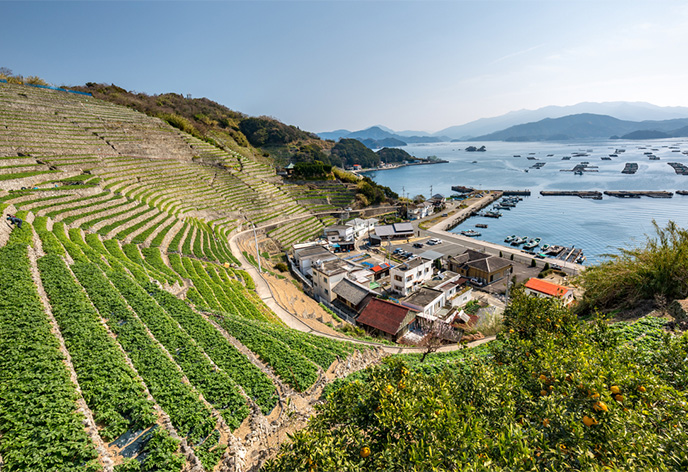 遊子水荷浦の段畑(宇和島市)