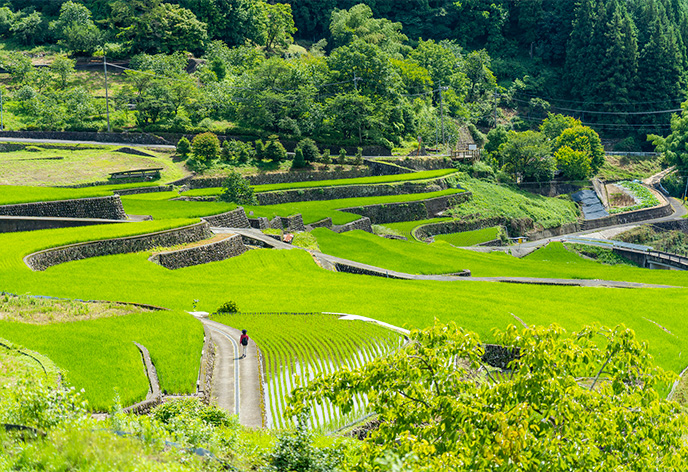 井仁の棚田