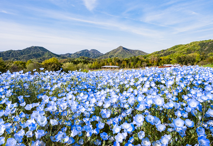 国営讃岐まんのう公園