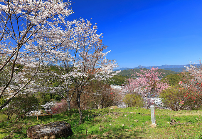 牧野公園(高知県佐川町)
