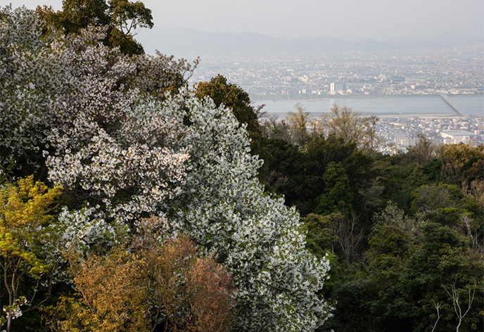 眉山公園(徳島県徳島市)