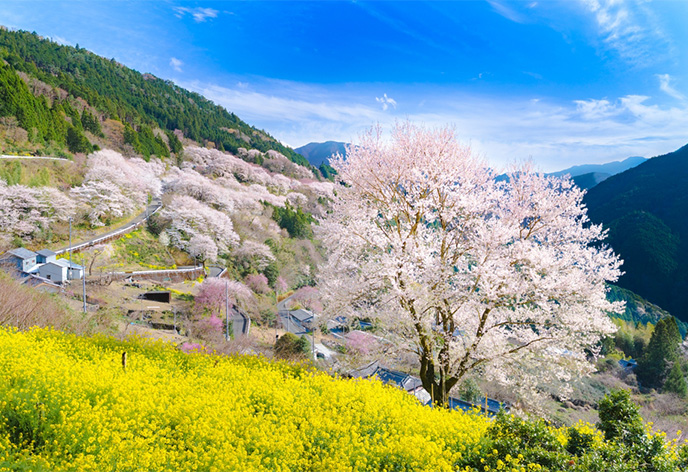 ひょうたん桜公園(高知県仁淀川町)