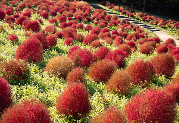 国営讃岐まんのう公園(香川県まんのう町)