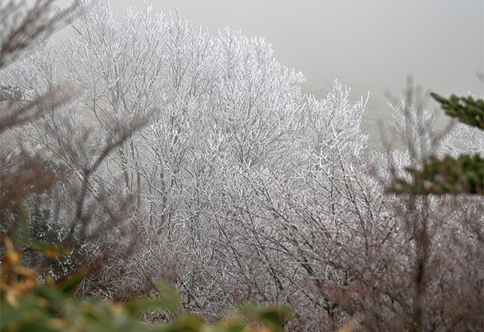 石鎚山 霧氷(愛媛県西条市)