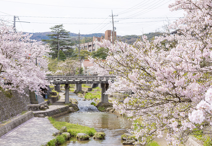 玉造温泉・玉湯川堤桜並木