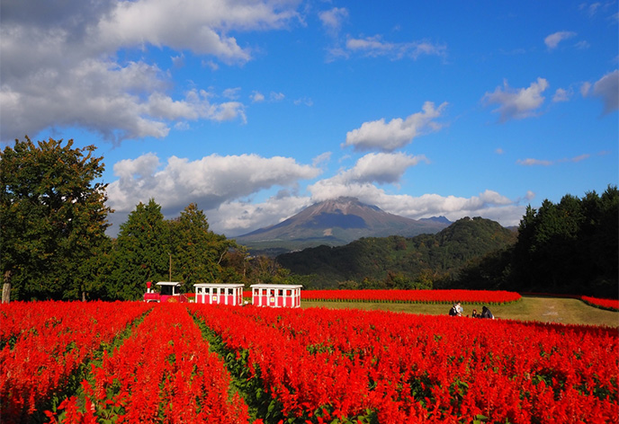 とっとり花回廊