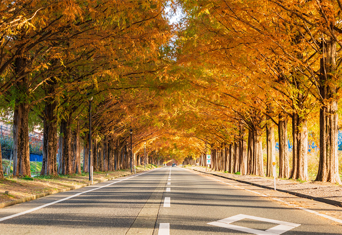 メタセコイア並木（高島市）