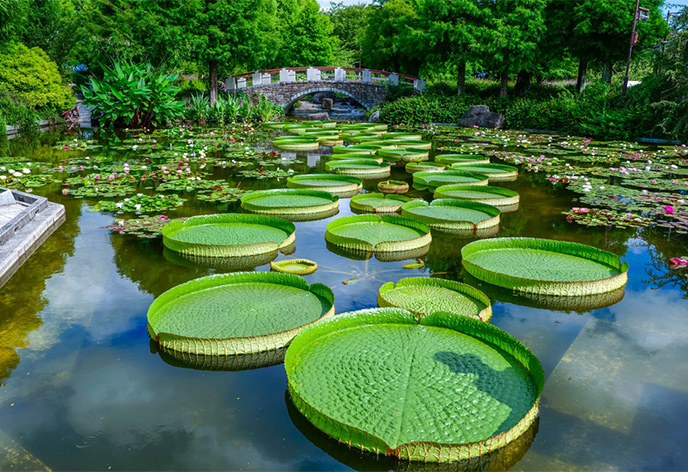 草津市立 水生植物公園みずの森（草津市）
