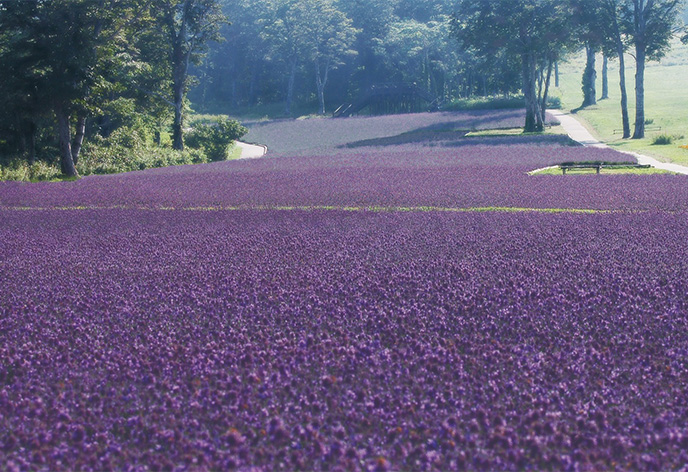たんばらラベンダーパーク