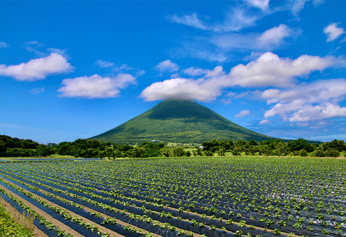 薩摩富士・開聞岳