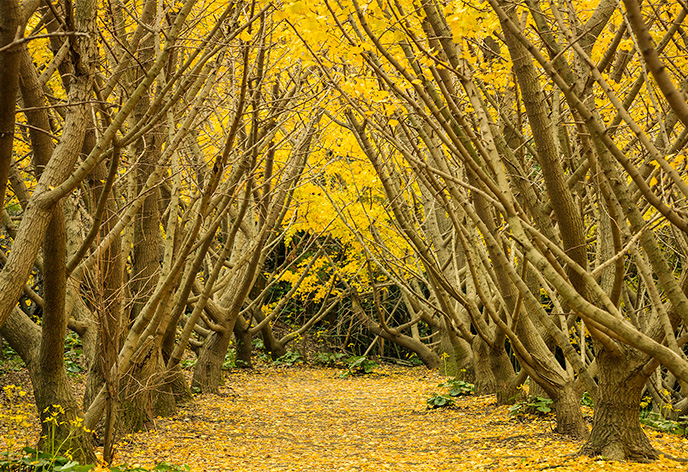 垂水千本イチョウ園