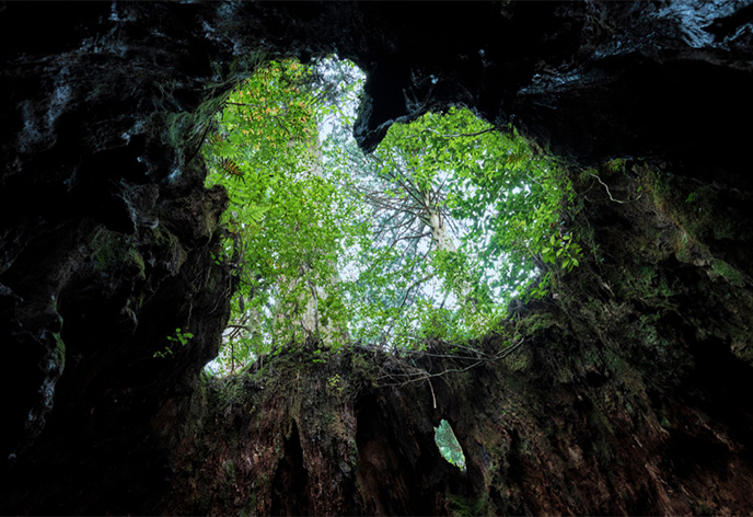 世界自然遺産の島「屋久島」