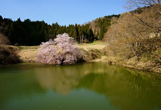 沼ノ平の鏡桜