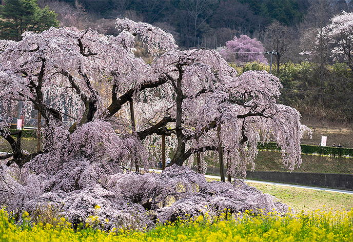 三春滝桜