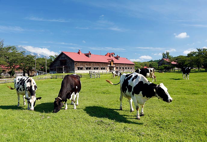 小岩井農場【盛岡・雫石エリア】