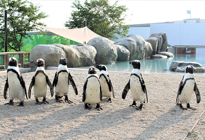 仙台うみの杜水族館