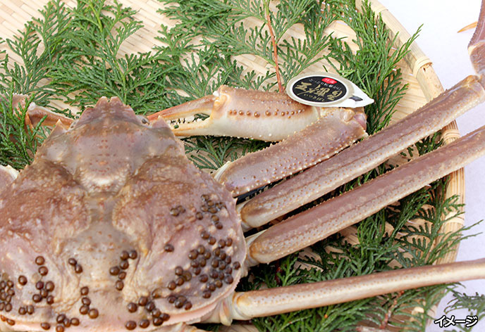 松葉蟹