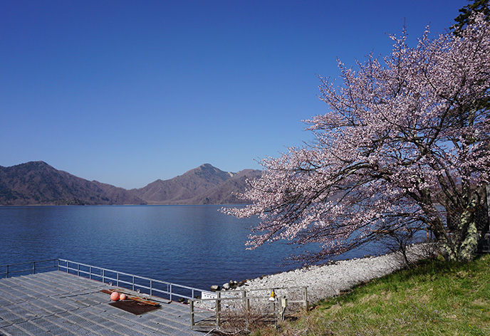 春の旅行特集　日光