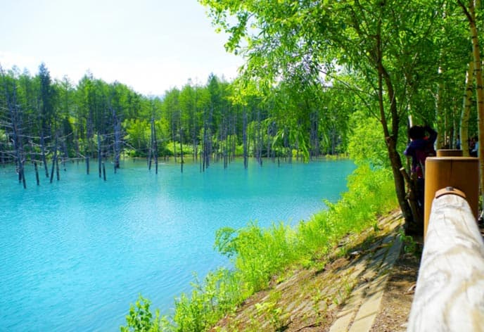 北海道の白金青い池とは？魅力やアクセス方法などを解説