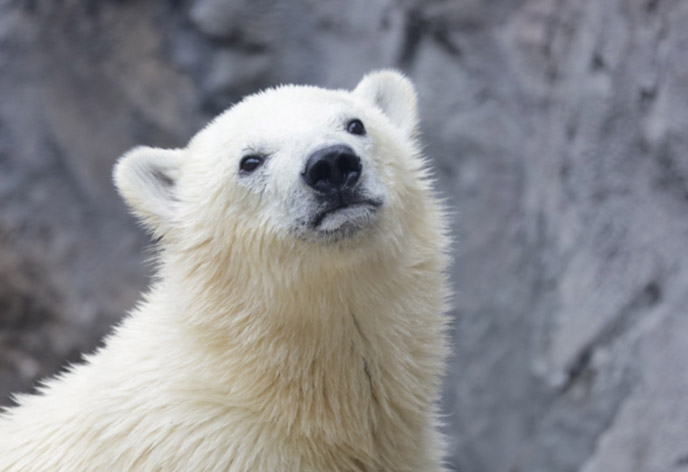 【2023年版】旭川に行くならおすすめの観光スポット10選