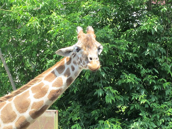 【保存版】旭山動物園の魅力について解説。アクセスや行き方もご紹介