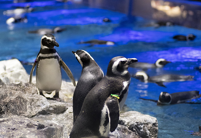 【2022年版】関東（東京）でおすすめの水族館8選！