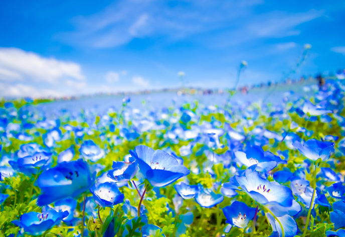 デートや友人とも最適。関東で日帰り旅行をするならおすすめのスポット10選