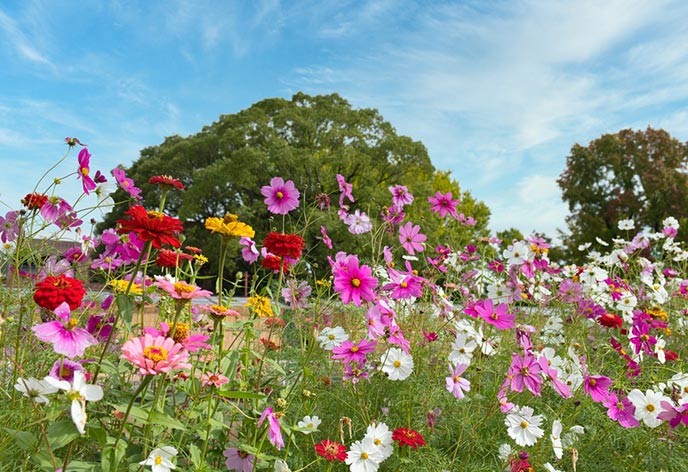 神奈川県立大船フラワーセンター