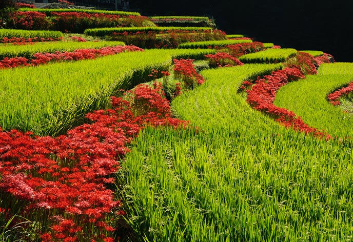 江里山の棚田(江里山農村公園)
