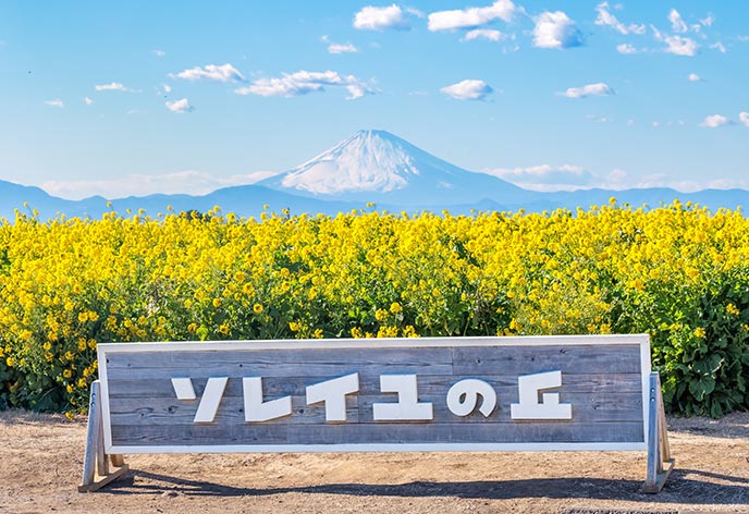 ソレイユの丘(長井海の手公園)1