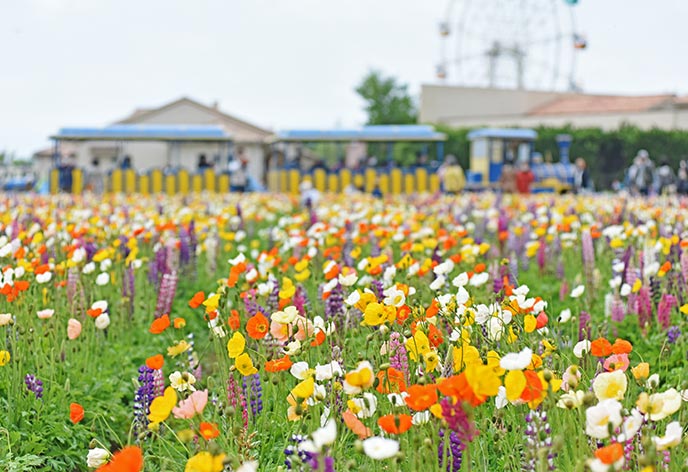 ソレイユの丘(長井海の手公園)4