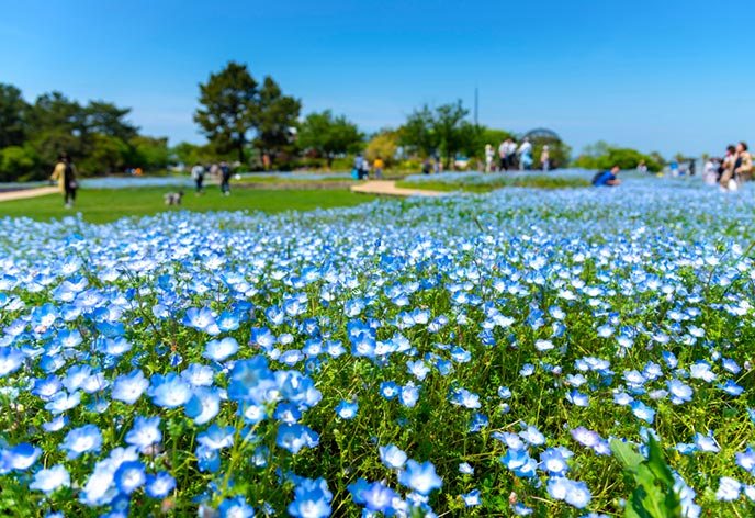 海の中道海浜公園