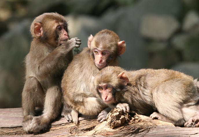 高崎山自然動物園