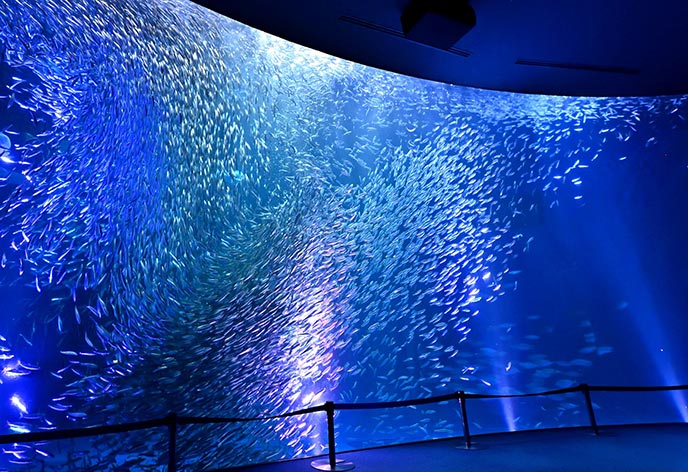 名古屋港水族館2