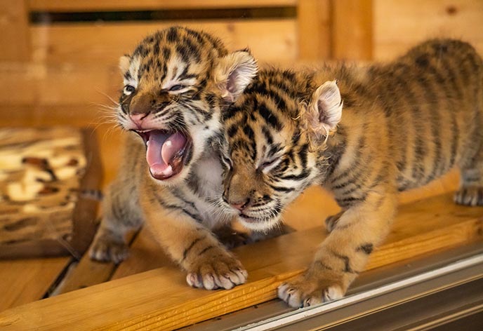 秋吉台自然動物公園サファリランド