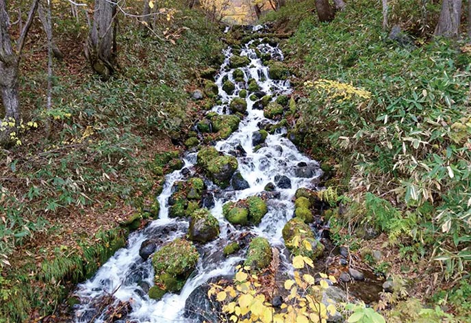 尾瀬 大清水