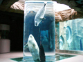 旭山動物園
