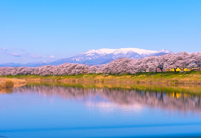 白石川堤一目千本桜