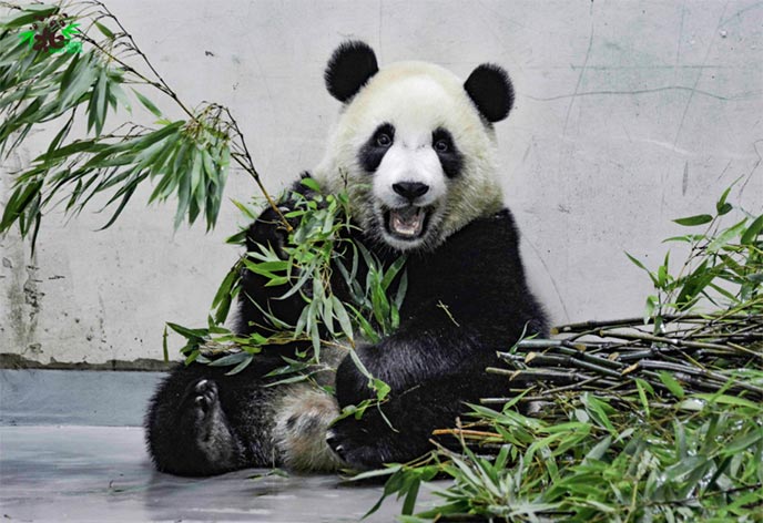 台湾 台北市立動物園 パンダ1