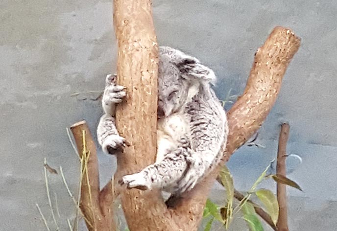 台湾 台北市立動物園 コアラ