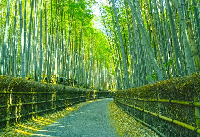 京都竹林
