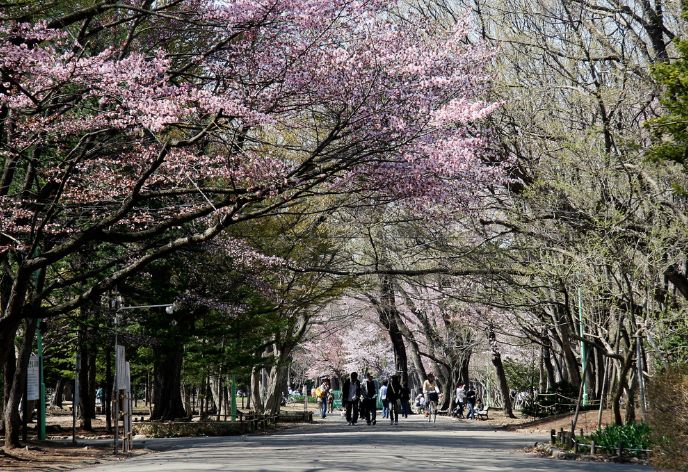 円山公園 春