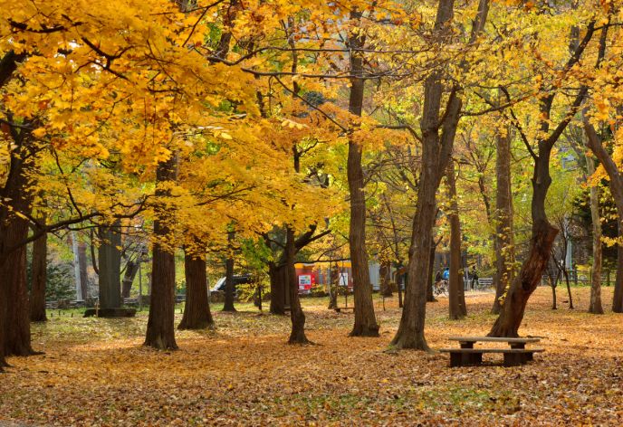円山公園 秋