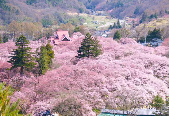 高遠城址公園 桜