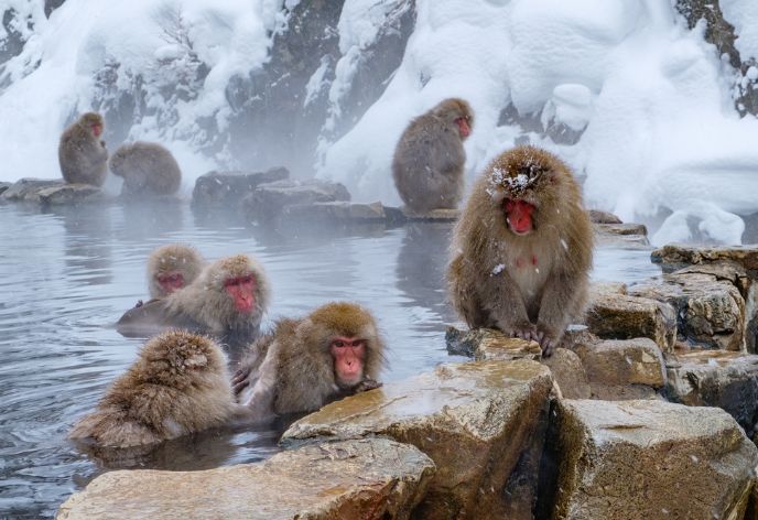 地獄谷野猿公苑の猿