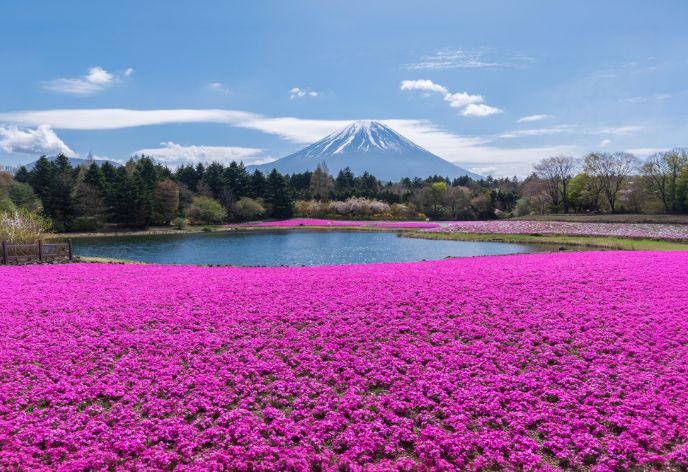 富士芝桜まつり
