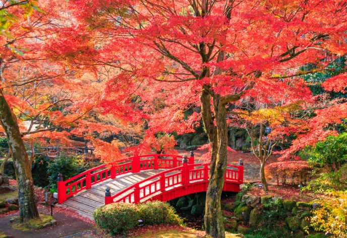 熱海梅園_紅葉